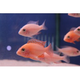 Aulonacara Firefish