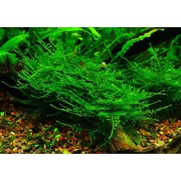 Taiwan moss Easy Grow