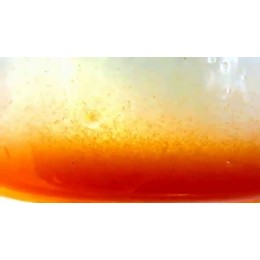 Nauplios de Artemia recien eclosionados 90 ml