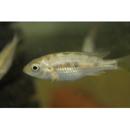 Haplochromis sp. Mbonirwa Island  Hembra 5-7 cm