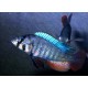Haplochromis sp. Mbonirwa Island  11-13 cm