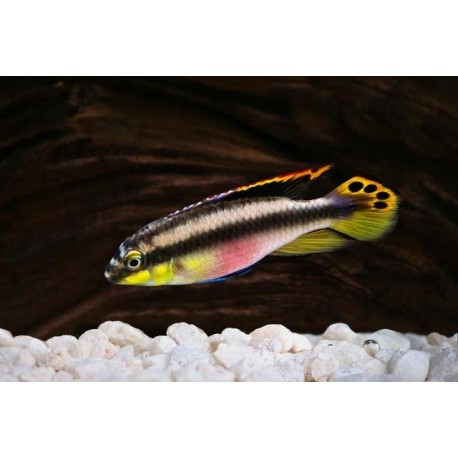 Pelvicachromis Pulcher (Kribensis) 4-5 cm