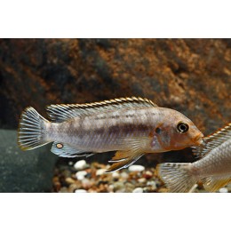 Labidochromis Maculicauda