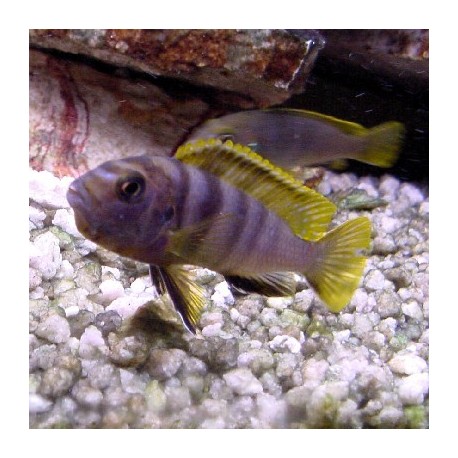 Labidochromis Mbamba Bay Yellow Fin