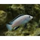Labidochromis White