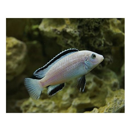 Labidochromis White