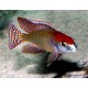 Lethrinops Red Cap