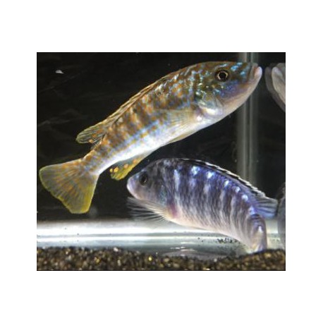 Melanochromis Exasperatus