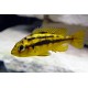 Haplochromis sauvagei (Rock Kribensis) 5-7 cm