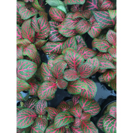 Fittonia argyroneura cv mini red