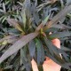 Hygrophila corymbosa var angustifolia rubra