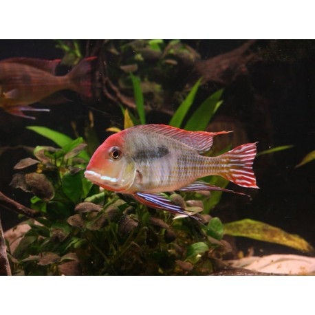 Geophagus sp. Tapajos Red Head