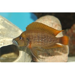 Altolamprologus compressiceps red