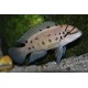 Chalinochromis ndoboi