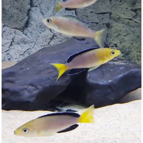 Cyprichromis leptosoma jumbo tricolor