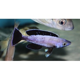 cyprichromis leptosoma speckleback moba