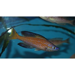 cyprichromis microlepidotus bemba