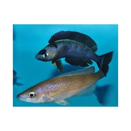 cyprichromis microlepidotus kiriza