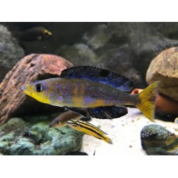 cyprichromis microlepidotus mboko