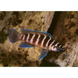 Lamprologus Cylindricus