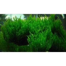 Taxiphyllum spec Flame Flame moss