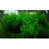 Taxiphyllum spec Flame Flame moss
