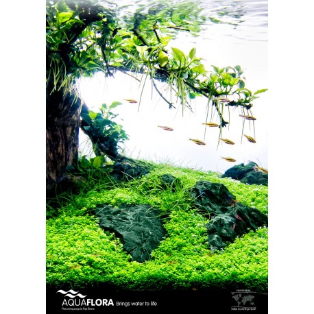 Poster Aquaflora 'Tree Scape'