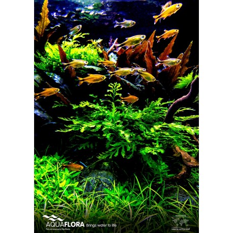 Poster Aquaflora 'Wild Nature'