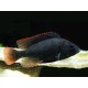 Haplochromis nubila