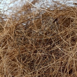Coconut hairs
