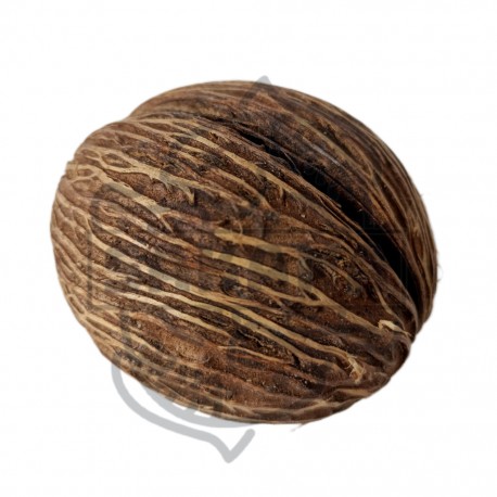 Mintola Coconut