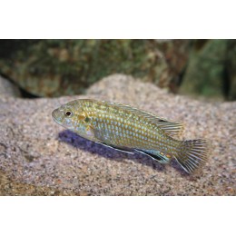 Labidochromis flavigulis