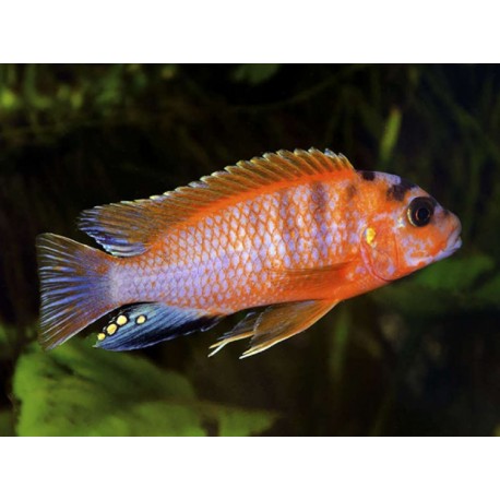 Labidochromis Hongi Orange