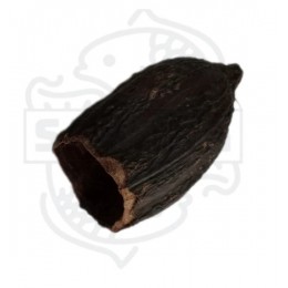 Cacao Pod