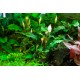 Bucephalandra pygmaea 'Bukit Kelam'