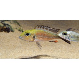 Callochromis macrops Ndole Red
