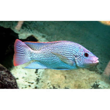 Oreochromis tanganyicae