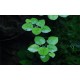 Limnophila aromatica green