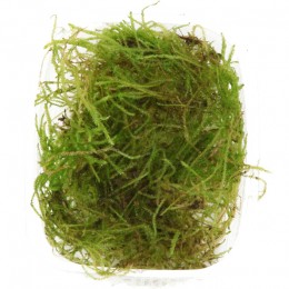 Taxiphyllum barbieri 'Bogor Moss'
